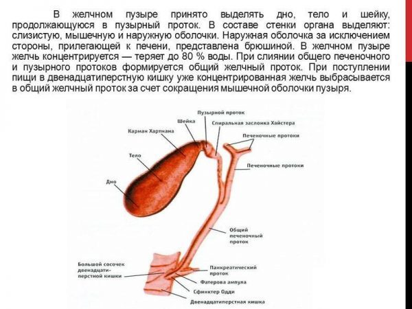 Вітаміни для печінки: при цирозі, для відновлення, очищення та жовчного міхура