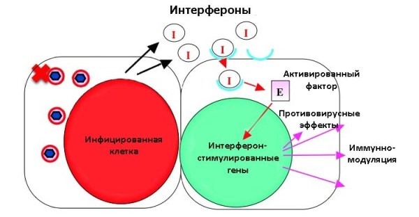 Вітамін В10 (параамінобензойна кислота): в чому полягає, для чого потрібен організму