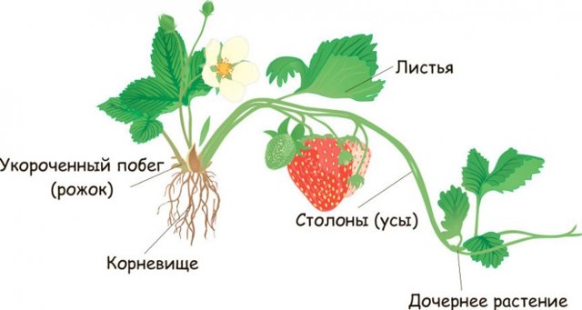 Користь і шкода полуниці для здоров'я, калорійність