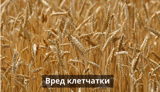 Користь і шкода клітковини, в яких продуктах міститься, відгуки