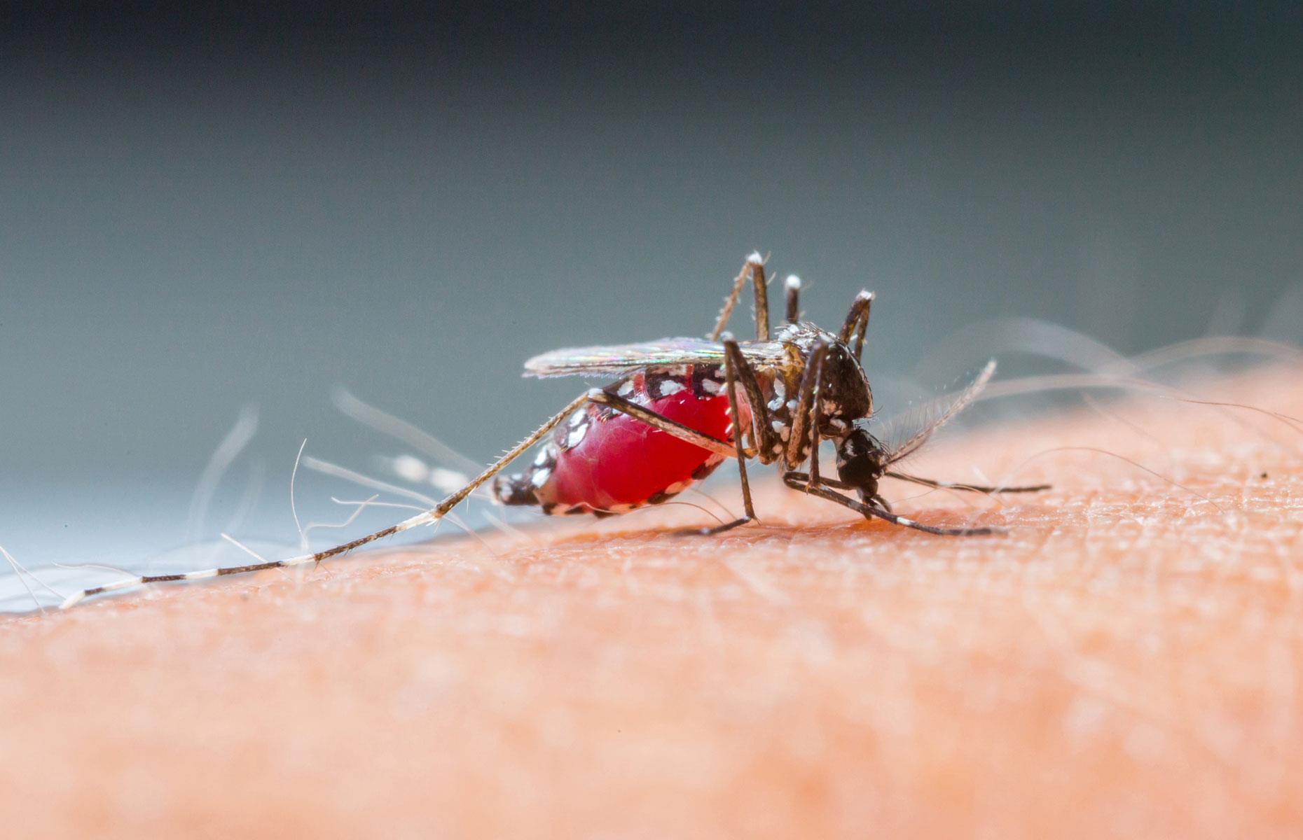 Борьба с комарами, укус комара