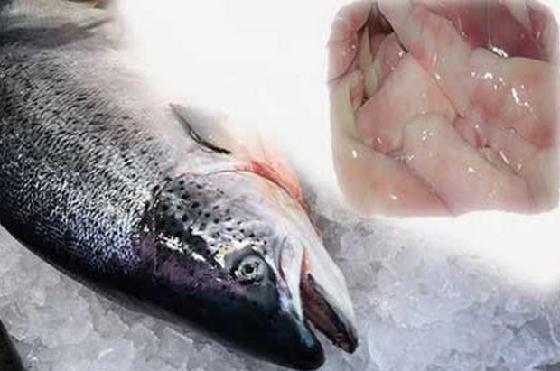 Молочко лососевих риб: користь і шкода, рецепти приготування з фото