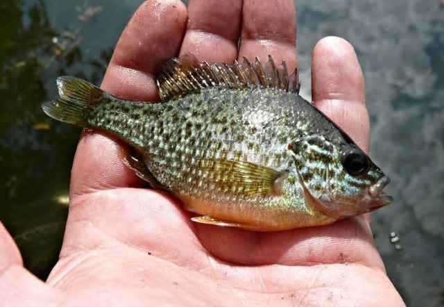 Морський окунь: користь і шкода, фото, як приготувати