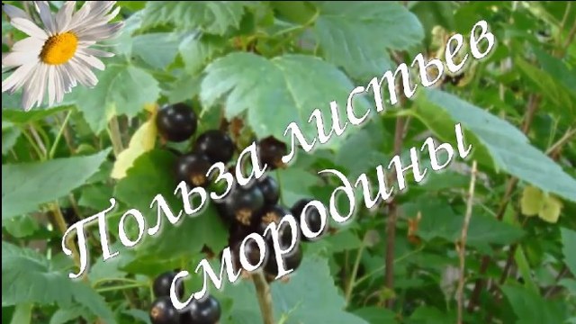 Листя смородини: користь і шкода, лікувальні властивості