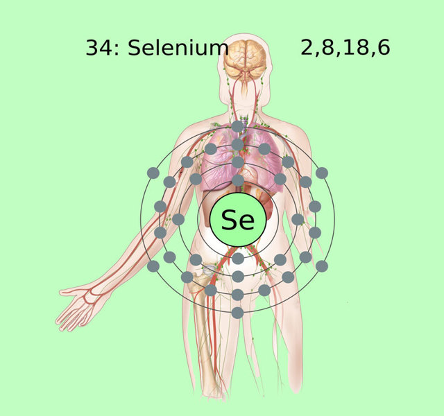 Селен: користь і шкода для організму, як приймати