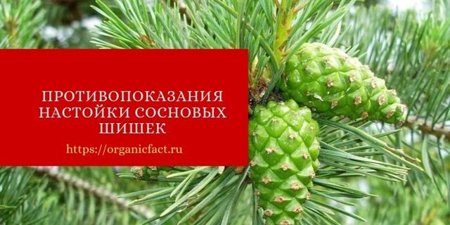 Користь і шкода соснових шишок, лікувальні властивості, протипоказання, відгуки