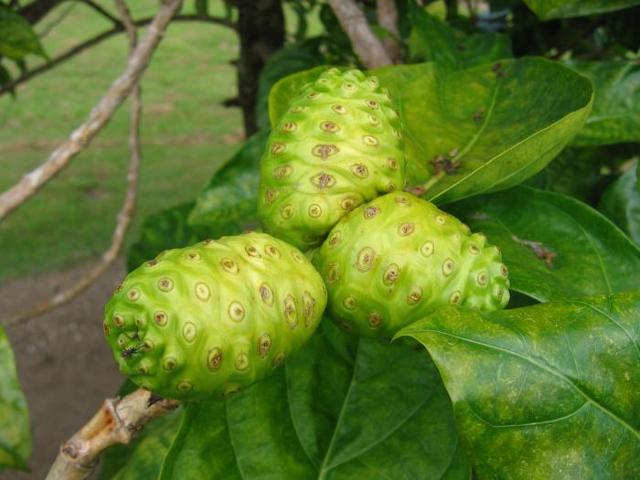 Сік Ноні (noni juice): корисні властивості, склад, як приймати дорослим, при онкології