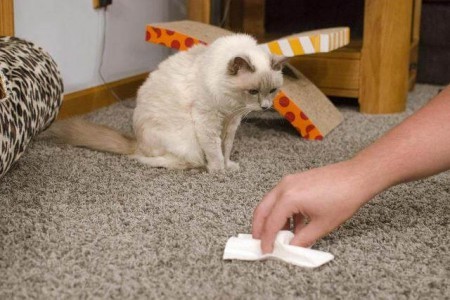Чим прибрати запах котячої сечі з килима і паласу: як вивести народними способами