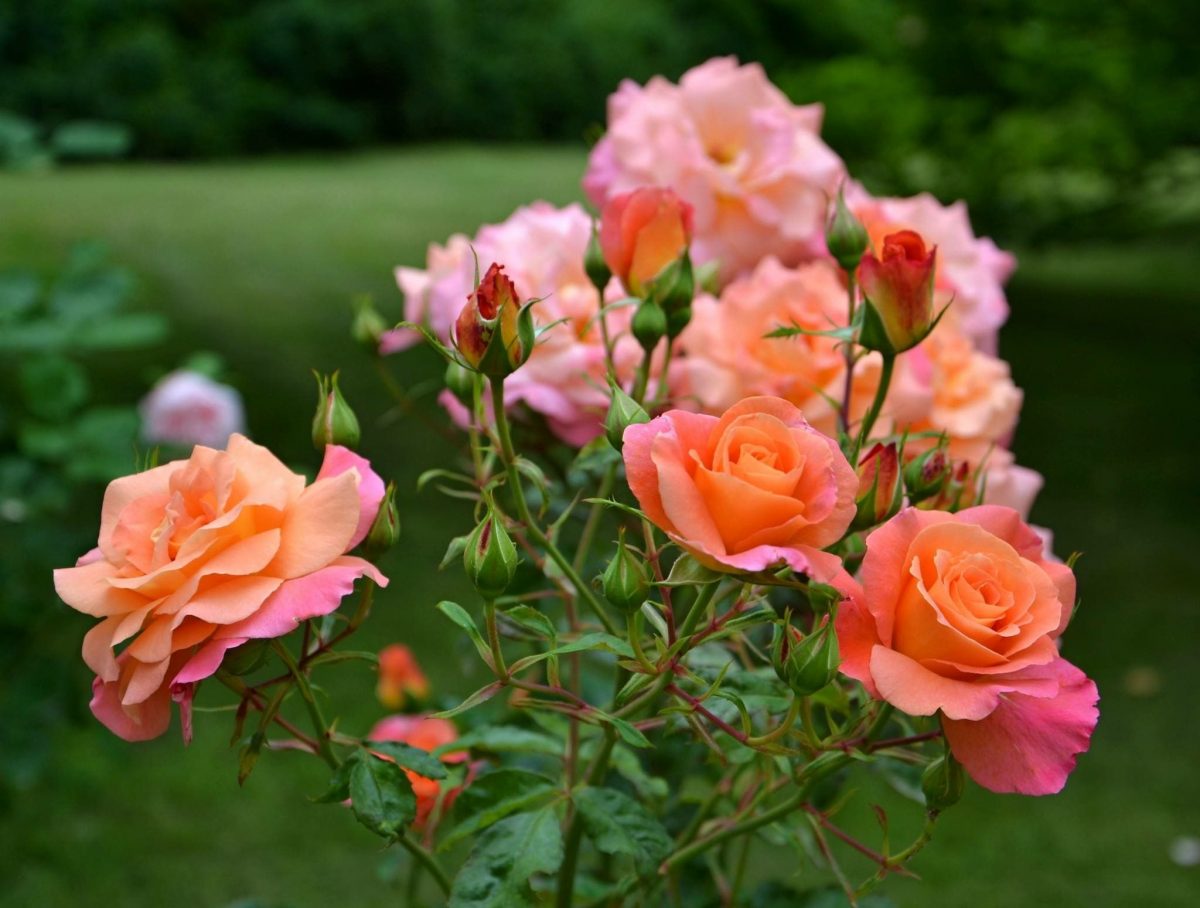 Надзвичайно красива троянда багаторічна