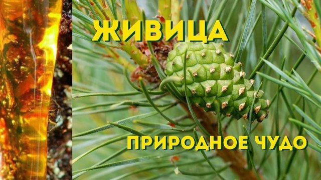 Кедрова живиця: лікувальні властивості і протипоказання, застосування, відгуки