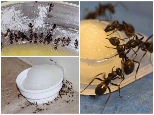 Натуральні засоби відганяння мурашок