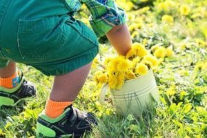 Чим відіпрати кульбаби з одягу: як вивести плями від соку, кращі способи