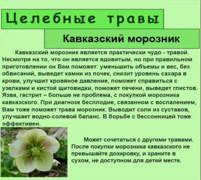 Кавказький морозник для схуднення: відгуки тих, що худнуть і лікарів, дозування, протипоказання