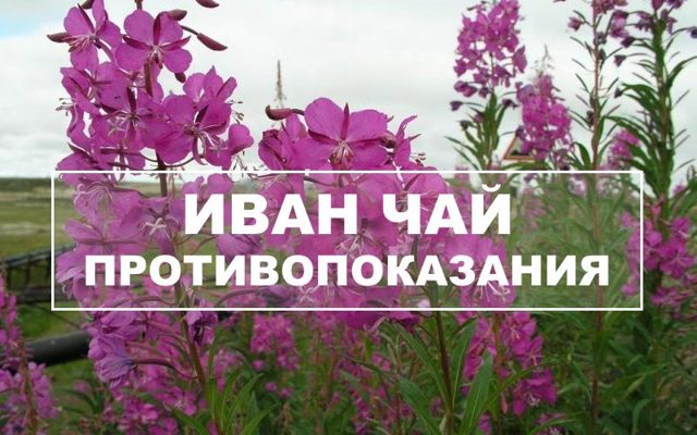 Іван-чай: корисні властивості та протипоказання, як заварювати, відгуки