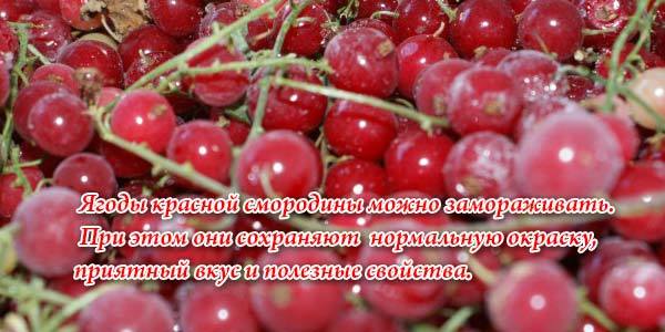 Червона смородина: користь і шкода для здоров'я, властивості, калорійність