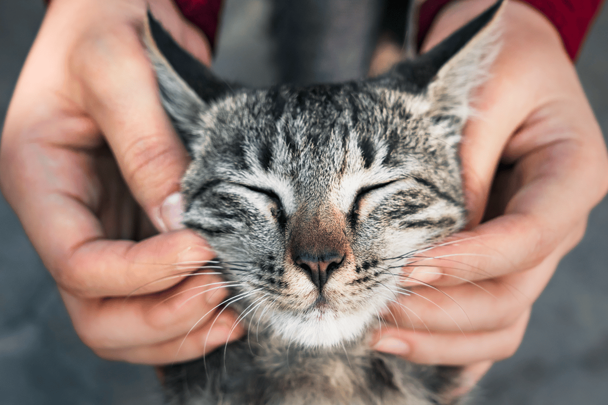 Аллергия у кошек, основные причины, симптомы и способы лечения