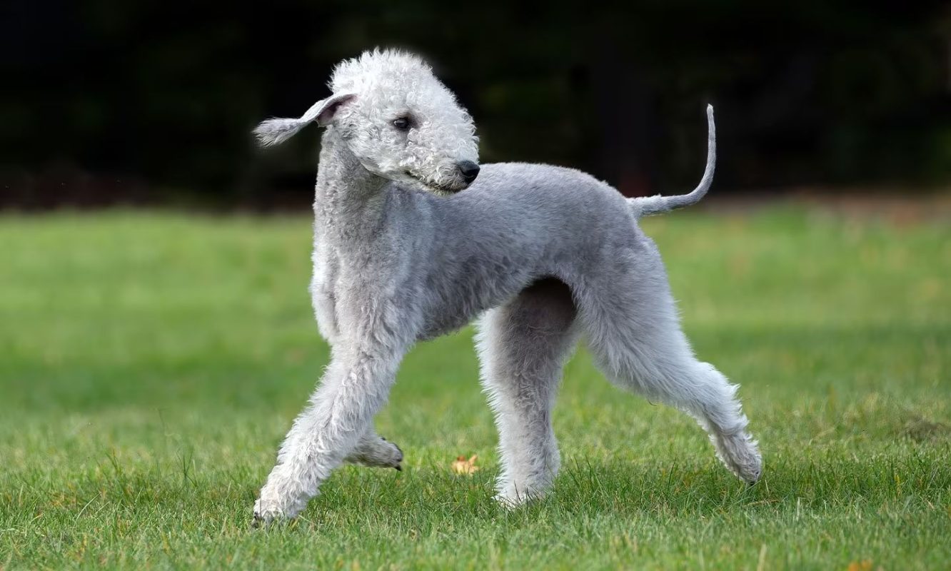 Бедлингтон-терьер - английская порода собак с кудрявой шерстью