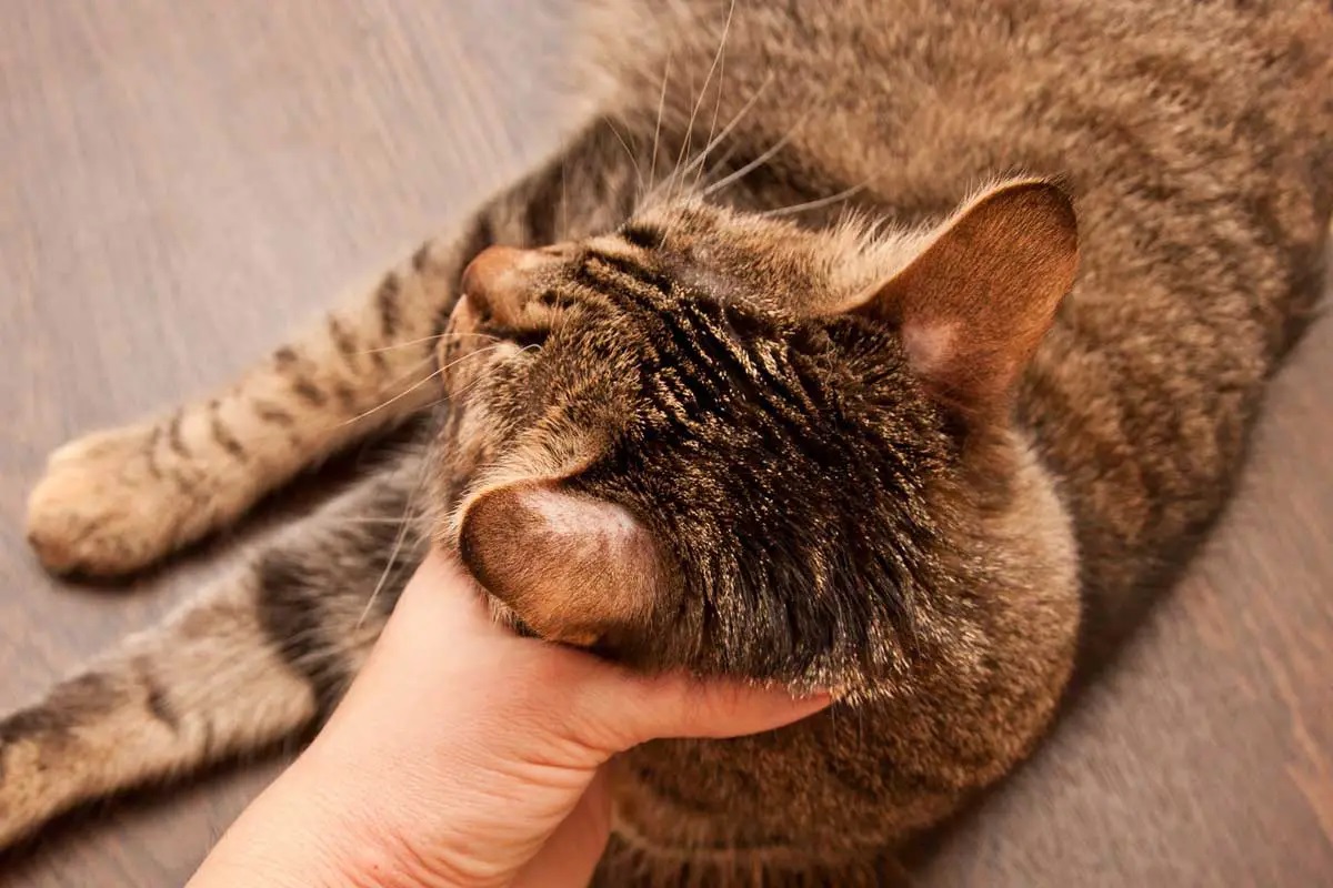 Основные причины аллергии у кошек