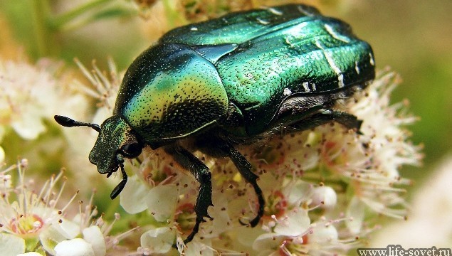 Користь і шкода від хруща, фото, опис, як позбутися від личинок