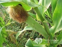 Кукурудзяні рильця: лікувальні властивості і протипоказання, відгуки