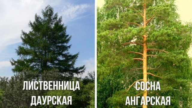 Жувальна сірка (смілка): користь і шкода, відгуки