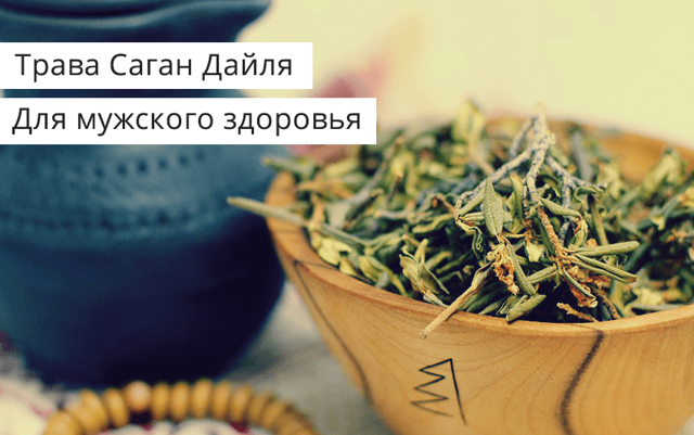 Саган Дайля: корисні властивості для чоловіків, жінок і дітей, хімічний склад, відгуки