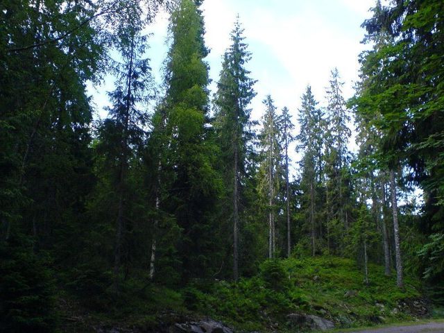 Користь хвойного лісу, які ліси відносяться до хвойних