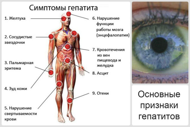 Лецитин: користь і шкода для організму, показання та інструкція із застосування