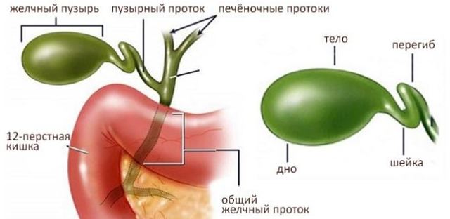 Чай каркаде: користь і шкода, в який час пити, підвищує або знижує тиск