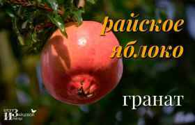 Гранатовий чай з Туреччини: користь і шкода, як заварювати, відгуки