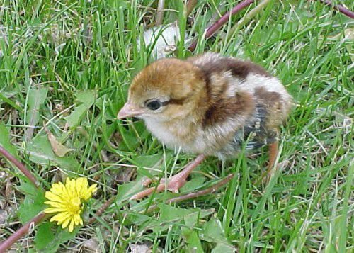 Яйця фазана: користь і шкода, фото, як виглядають