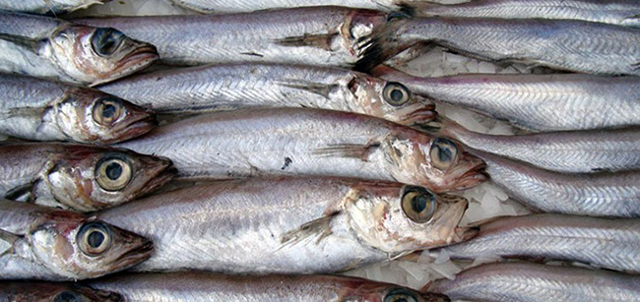 Риба путасу: користь і шкода, фото, як приготувати