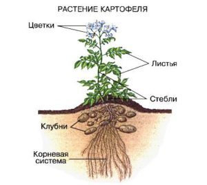 Користь і шкода картоплі, лікувальні властивості, склад, калорійність, приготування