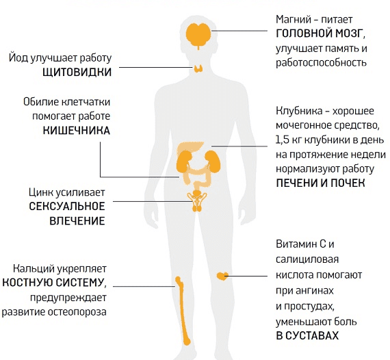 Користь і шкода полуниці для здоров'я, калорійність