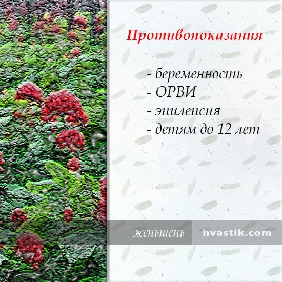 Женьшень: корисні властивості та протипоказання для чоловіків і жінок, відгуки