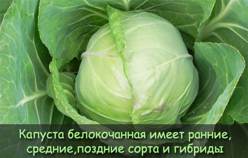 Білокачанна капуста: користь і шкода, калорійність, зберігання, як приготувати