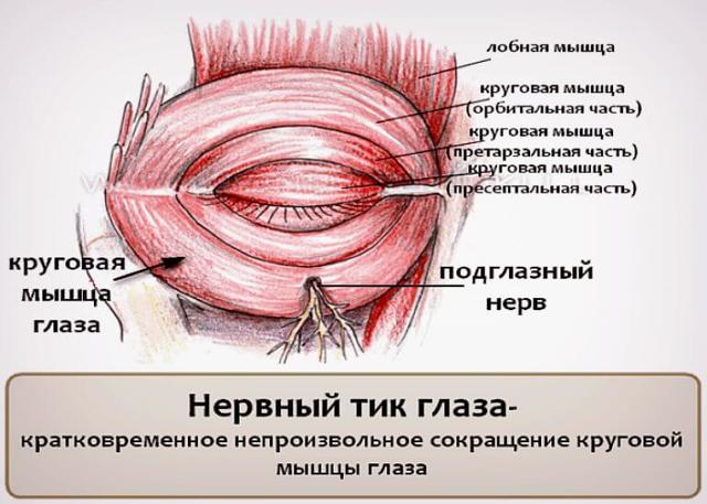 Нервовий тик очі: причини у дорослих, як швидко позбутися, відгуки