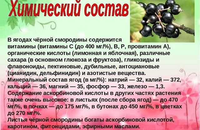 Біла смородина: користь і шкода для здоров'я, властивості, вітаміни