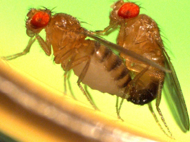 Позбутися від мух в будинку: як швидко знищити без хімії, народні та хімічні засоби