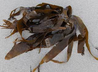 Морська капуста: користь і шкода, лікувальні властивості