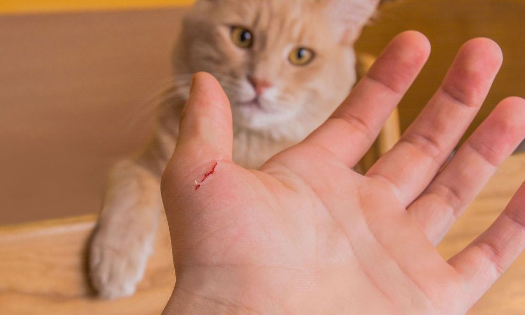 Заживление раны на руке от кота с помощью мази