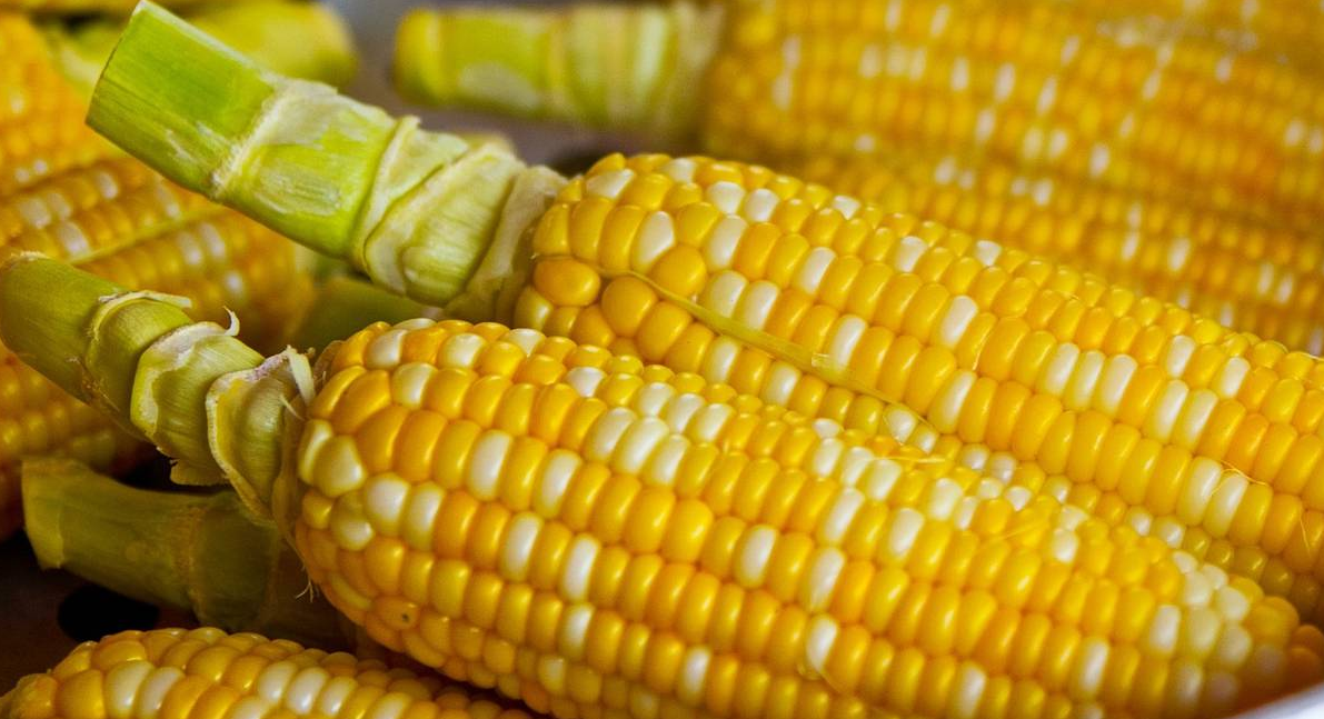 Смачна цукрова кукурудза отримана з якісного посівного насіння 