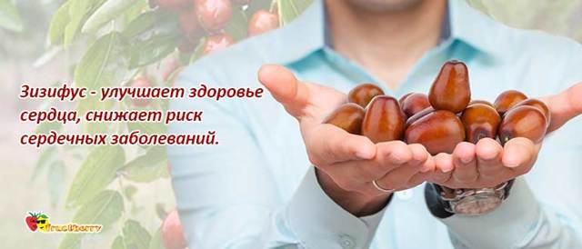 Унаби (зизифус, китайський фінік): цілющі властивості, шкоду, що це таке, як їдять, калорійність, фото