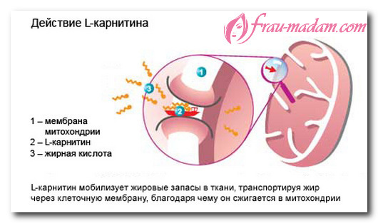 Л-карнітину тартрат: користь, як приймати для схуднення, відгуки