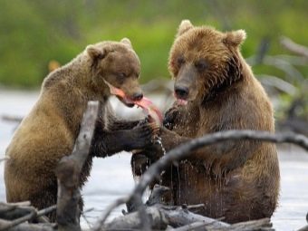 Молочна риба: користь і шкода, відгуки, рецепти приготування з фото