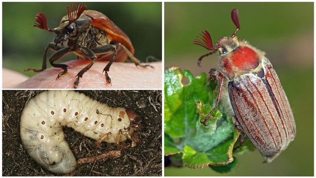 Користь і шкода від хруща, фото, опис, як позбутися від личинок