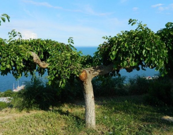 Користь і шкода шовковиці (шовковиці), властивості, фото ягоди і дерева