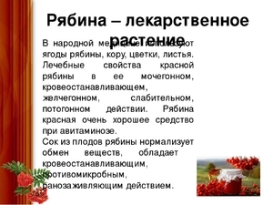 Червона горобина: корисні властивості та протипоказання, рецепти, застосування