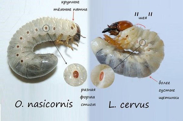Хрущ или бронзовка личинка фото