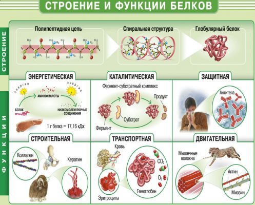 Тунець: користь і шкода, калорійність, рецепти приготування з фото, відгуки